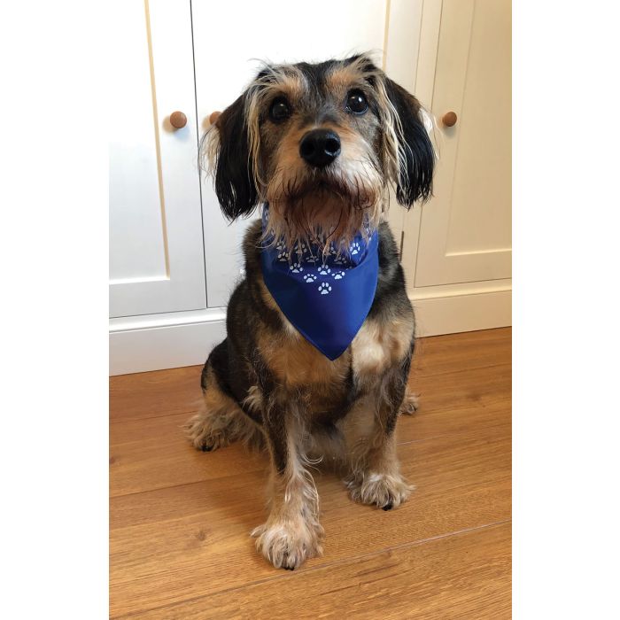 Promotional deals dog bandanas